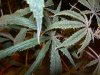 FloweringOlderLeaves.jpg