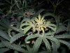 FloweringGrowth1.jpg