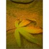 last leaf.jpg