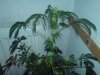 DSC00004.jpg