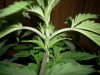 Investments 002preflower.jpg