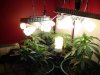 DSC01511.jpg
