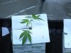 bubba kush.jpg