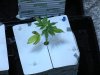 headband og.jpg