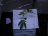 sour d.jpg
