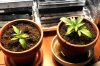plant 002.web.jpg