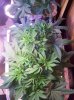 100_1824.jpg