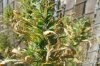 buds on 7 nov 059.jpg