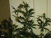 IMG00263-20091108-1925.jpg