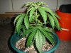 DSC01521.jpg