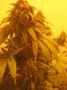 Last Day Grow 025.JPG