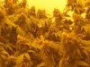 Last Day Grow 027.JPG