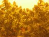 Last Day Grow 028.JPG