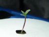 Grow Journal 11-10-09 002.jpg