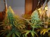 green pics 021.jpg