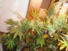 green pics 022.jpg