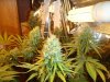 green pics 023.jpg
