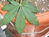 5 gal 2nd leaf.jpg