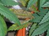 5 gal leaf.jpg