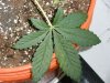 5gal 2nd leaf.jpg