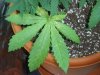 cracking in leaf 5 gal.jpg