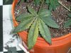 leaf 5 gal.jpg