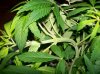 4 days flowering 003.jpg