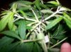4 days flowering 004.jpg