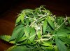 4 days flowering 005.jpg