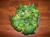 4 days flowering 006.jpg