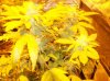 100_3293.jpg