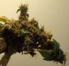 Harvest11.13.jpg