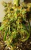 Harvest11.13b.jpg