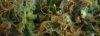 Harvest11.2bb.jpg