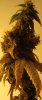 Harvest11.13bbb.jpg