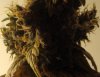 Harvest11.13bbbb.jpg