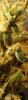 Harvest11.13bbbbb.jpg