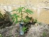 DSCF6610.jpg