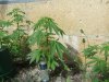 DSCF6611.jpg