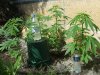 DSCF6612.jpg