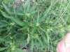 DSCF6617.jpg