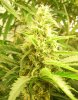 TSS Cola Mid-Late Flowering.jpg