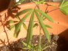 plant1.jpg