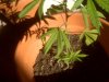 plant3.jpg
