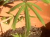 plant4.jpg