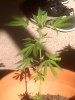 plant5.jpg