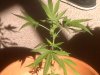 plant6.jpg