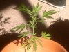 plant7.jpg