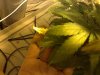 sunleaf2.jpg
