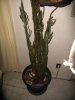 cactusyo.jpg